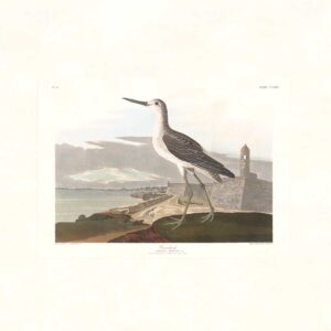 Audubon 269 Greenshank