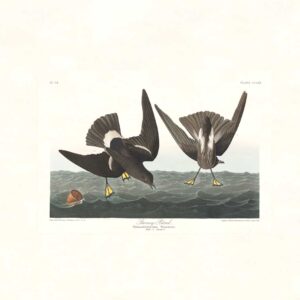 Audubon 270 Stormy Petrel