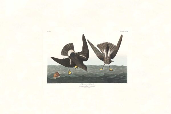 Audubon 270 Stormy Petrel