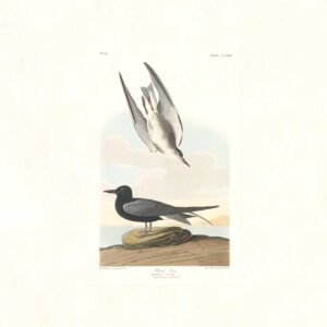 Audubon 280 Black Tern