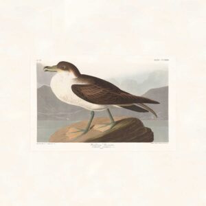Audubon 283 Wandering Shearwater