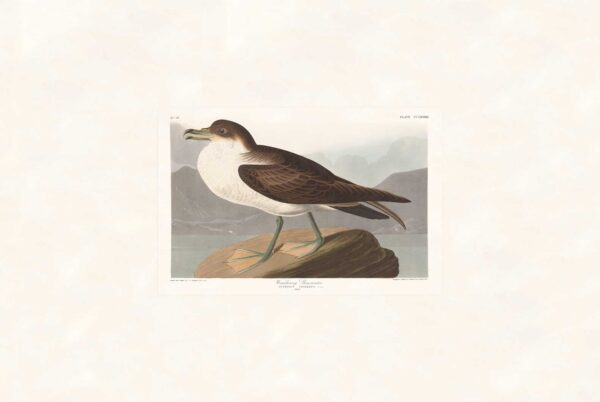 Audubon 283 Wandering Shearwater