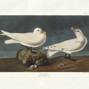 Audubon 287 Ivory Gull
