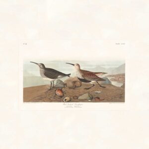 Audubon 290 Red backed Sandpiper