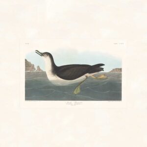 Audubon 295 Manks Shearwater