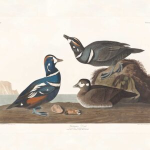 Audubon 297 Harlequin Duck