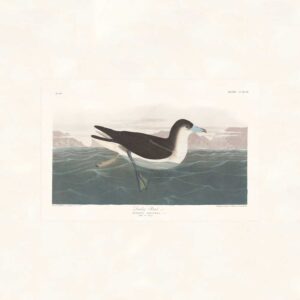 Audubon 299 Dusky Petrel
