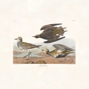 Audubon 300 Golden Plover