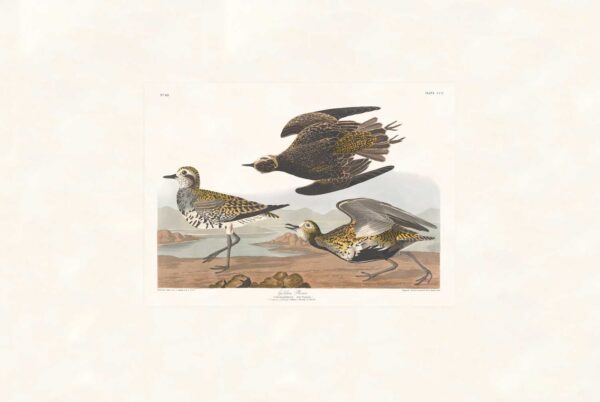 Audubon 300 Golden Plover