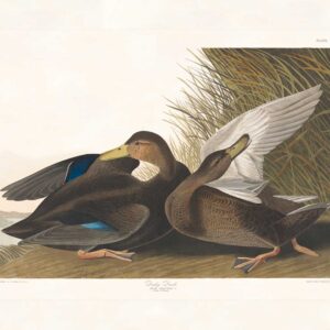 Audubon 302 Dusky Duck
