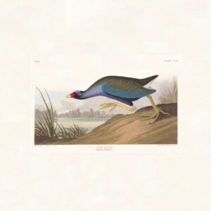 Audubon 305 Purple Gallinule