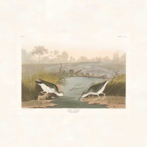 Audubon 310 Spotted Sandpiper