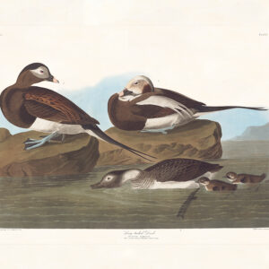 Audubon 312 Long-tailed Duck