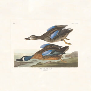 Audubon 313 Blue-winged Teal