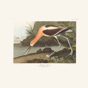 Audubon 318 American Avocet