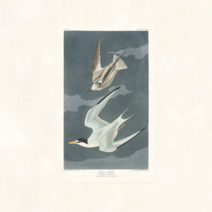 Audubon 319 Lesser Tern