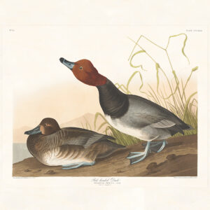 Audubon 322 Red-headed Duck