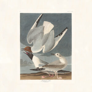 Audubon 324 Bonapartian Gull