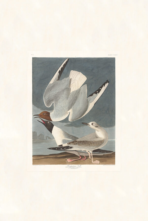 Audubon 324 Bonapartian Gull