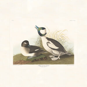 Audubon 325 Buffet-headed Duck