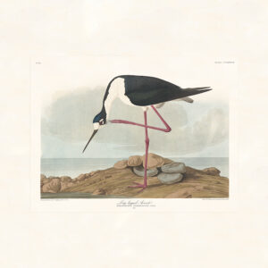 Audubon 328 Long-tailed Avocet