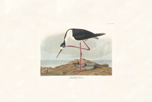 Audubon 328 Long-tailed Avocet