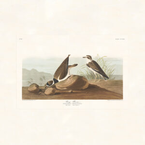 Audubon 330 Ring Plover