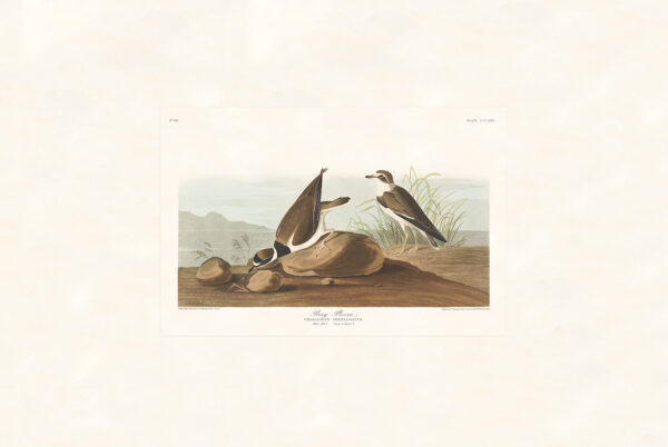Audubon 330 Ring Plover