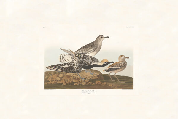 Audubon 334 Black-belled Plover
