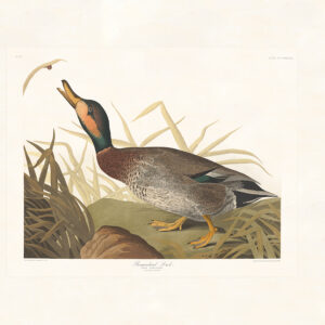 Audubon 338 Bemaculated Duck