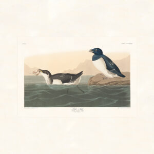 Audubon 339 Little Auk