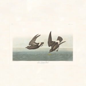 Audubon 340 Least Stormy-Petrel
