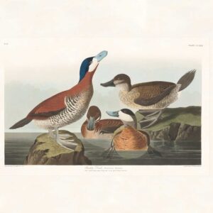 Audubon 343 Ruddy Duck