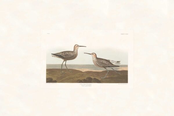 Audubon 344 Long-legged Sandpiper
