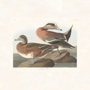 Audubon 345 American Widgeon