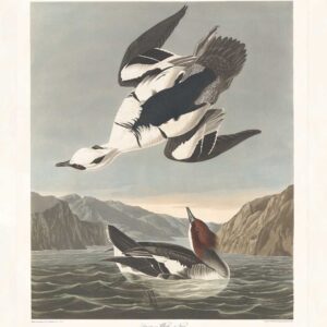 Audubon 347 Smew or White Nun