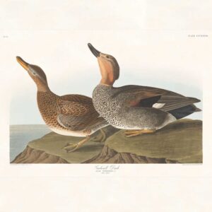 Audubon 348 Gadwall Duck