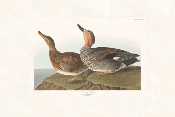 Audubon 348 Gadwall Duck