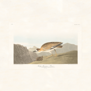 Audubon 350 Rocky Mountain Plover