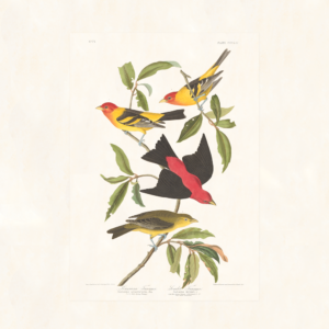Audubon 354 Louisiana Tanager
