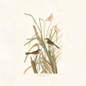 Audubon 355 MacGillivray's Finch