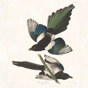 Audubon 357 American Magpie