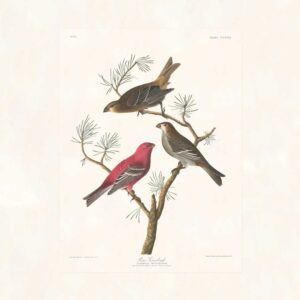 Audubon 358 Pine Grosbeak