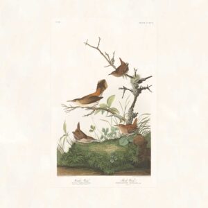 Audubon 360 Winter Wren