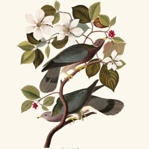 Audubon 367 Band-tailed Pigeon