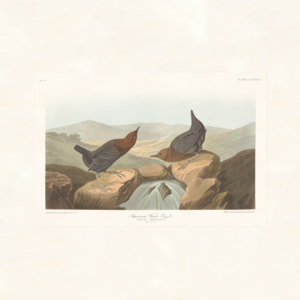 Audubon 370 American Water Ouzel