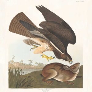 Audubon 372 Common Buzzard