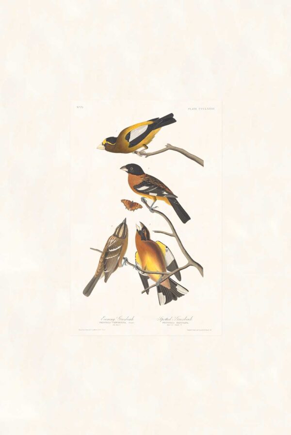 Audubon 373 Evening Grosbeak