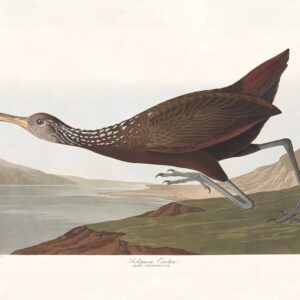 Audubon 377 Scolpaceus Courlan