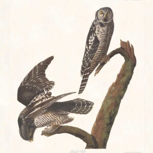 Audubon 378 Hawk Owl